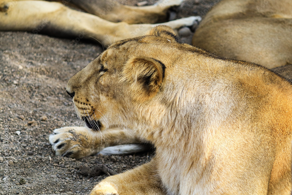 Asiatic lion (Panthera leo) in Gir Forest National Park in Gujarat ...