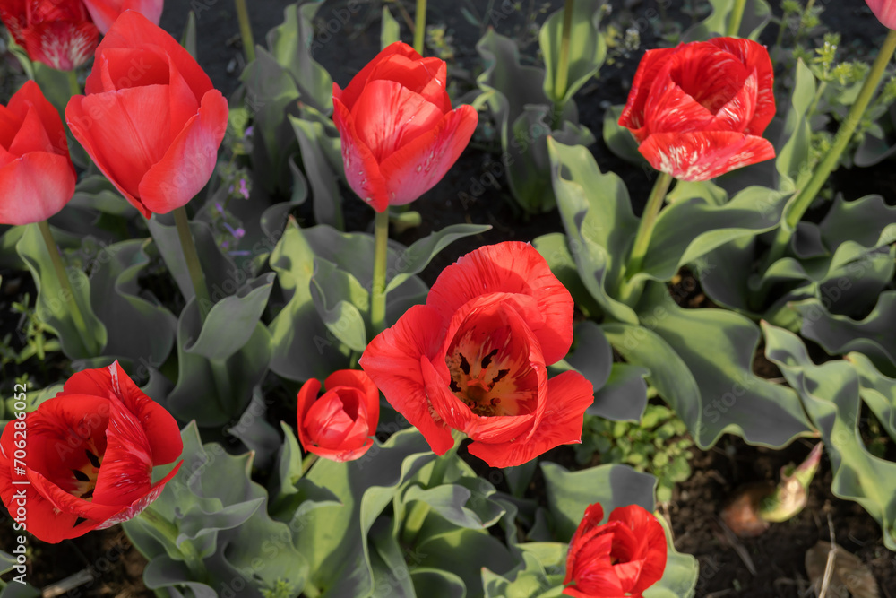 赤いチューリップ( Tulipa)/ユリ科 赤いチューリップ( Tulipa)/ユリ科