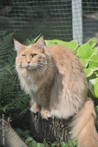 Maine Coon,the largest cat. Portrait of   big kitty  in fenced run.Close up of handsome adult maine coon on blur natur background.