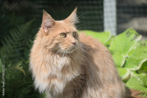 Maine Coon,the largest cat. Portrait of   big kitty  in fenced run.Close up of handsome adult maine coon on blur natur background.