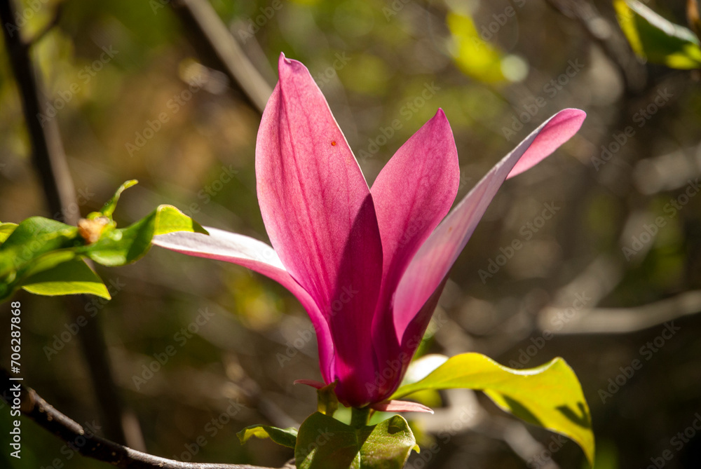 Fototapeta premium Magnolia, (genus Magnolia), genus of about 225 species of trees and shrubs of the family Magnoliaceae native to North and South America, the Himalayas, and East Asia. They are valued for their large a