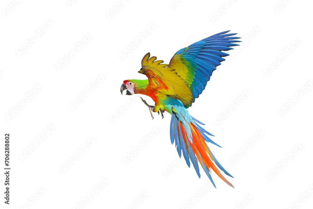 Fototapeta premium Colorful flying Shamlet Macaw parrot isolated on transparent background png file