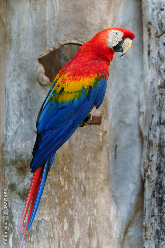 Fototapeta premium scarlet macaw (Ara macao), red parrot