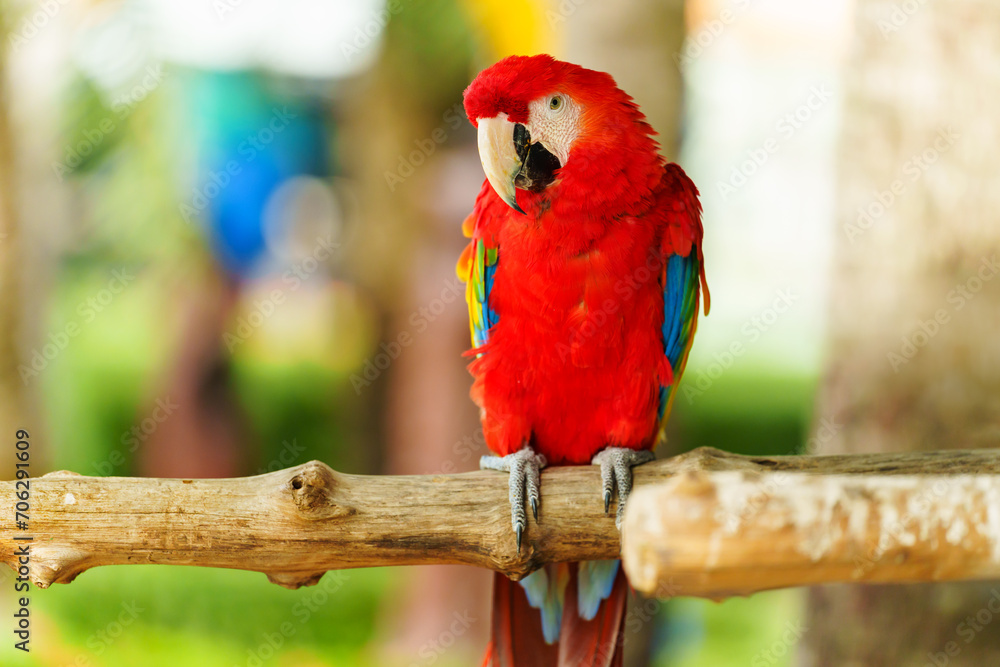 Obraz premium scarlet macaw (Ara macao), red parrot on wood tree branch