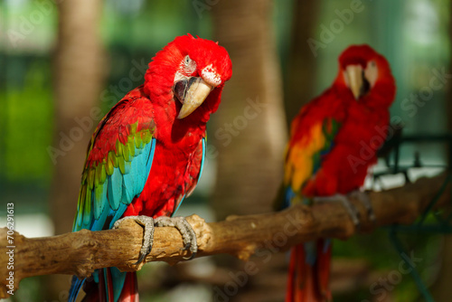 two scarlet macaw (Ara macao), red parrot on wood tree branch