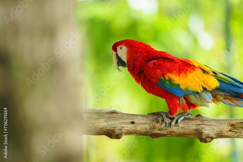 scarlet macaw  Ara macao   red parrot on wood tree branch