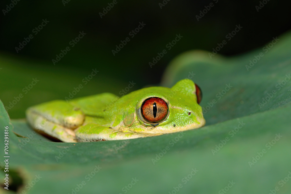Gorgeous eyes of the Natal Forest Tree Frog (Leptopelis natalensis) Gorgeous eyes of the Natal Forest Tree Frog (Leptopelis natalensis)