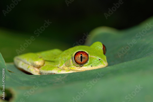 Gorgeous eyes of the Natal Forest Tree Frog (Leptopelis natalensis) © Craig