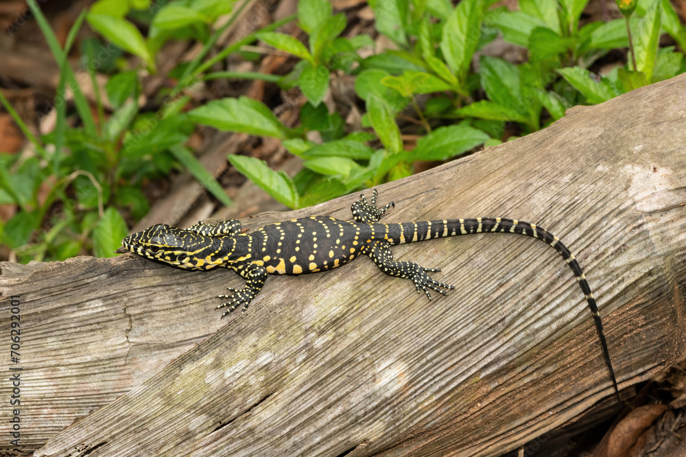 Fototapeta premium A cute Nile monitor hatchling, also known as a water monitor (Varanus niloticus), relaxing on a log near water 