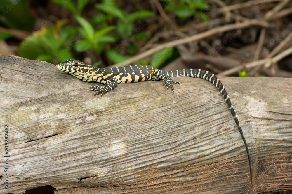 Fototapeta premium A cute Nile monitor hatchling, also known as a water monitor (Varanus niloticus), relaxing on a log near water 