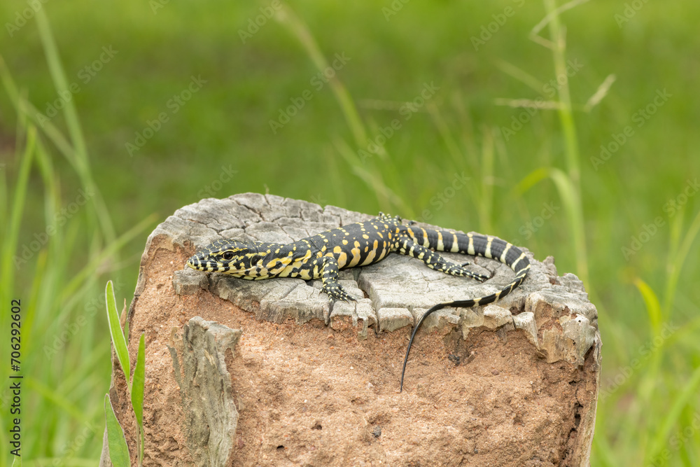 Fototapeta premium A cute Nile monitor hatchling, also known as a water monitor (Varanus niloticus), basking in the sun near water