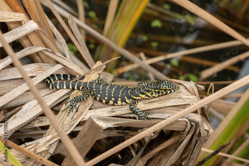 A beautiful Nile monitor hatchling, also known as a water monitor (Varanus niloticus), basking on reeds at the water's edge photo