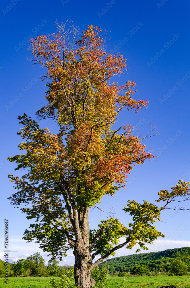 Obraz premium Landscape View of Trees in Sugar Grove, Pennsylvania