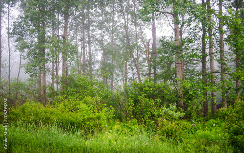 Landscape View of Trees in Sugar Grove  Pennsylvania