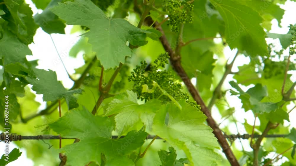 grapes bloom in the garden. Selective focus. grapes bloom in the garden. Selective focus.