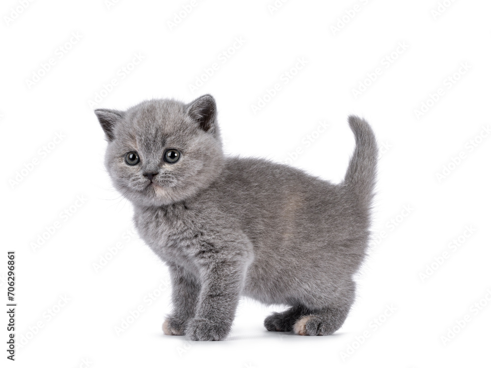 Fototapeta premium Cute blue tortie British Shorthair cat kitten, standing up side ways. Tail fairce up and looking away from camera. Isolated on a white background.