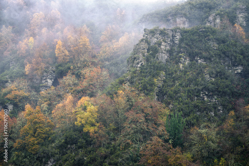 Fog descends and blurs the view of this forested hillside