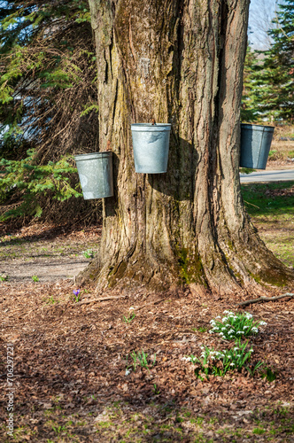 Landscape View of Trees in Sugar Grove, Pennsylvania photo