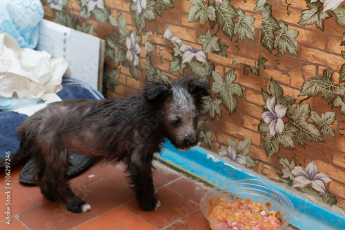 Quadro em tela Demodectic mange in a puppy