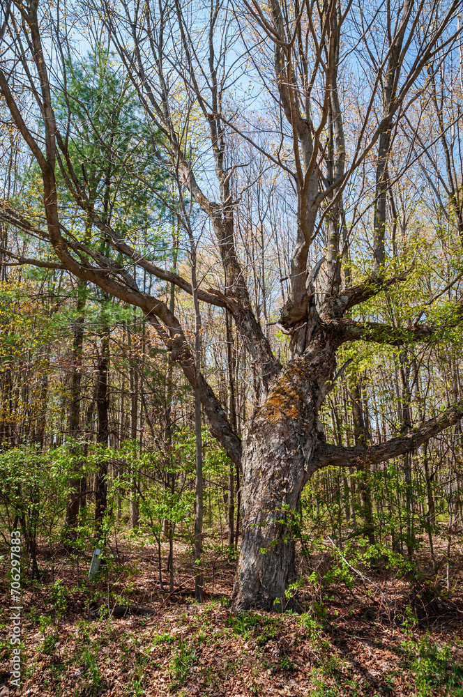 Landscape View of Trees in Sugar Grove, Pennsylvania Landscape View of Trees in Sugar Grove, Pennsylvania
