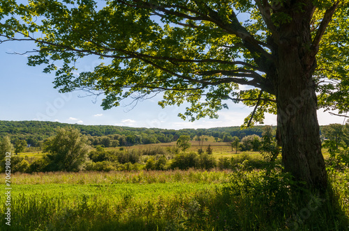 Landscape View of Trees in Sugar Grove, Pennsylvania