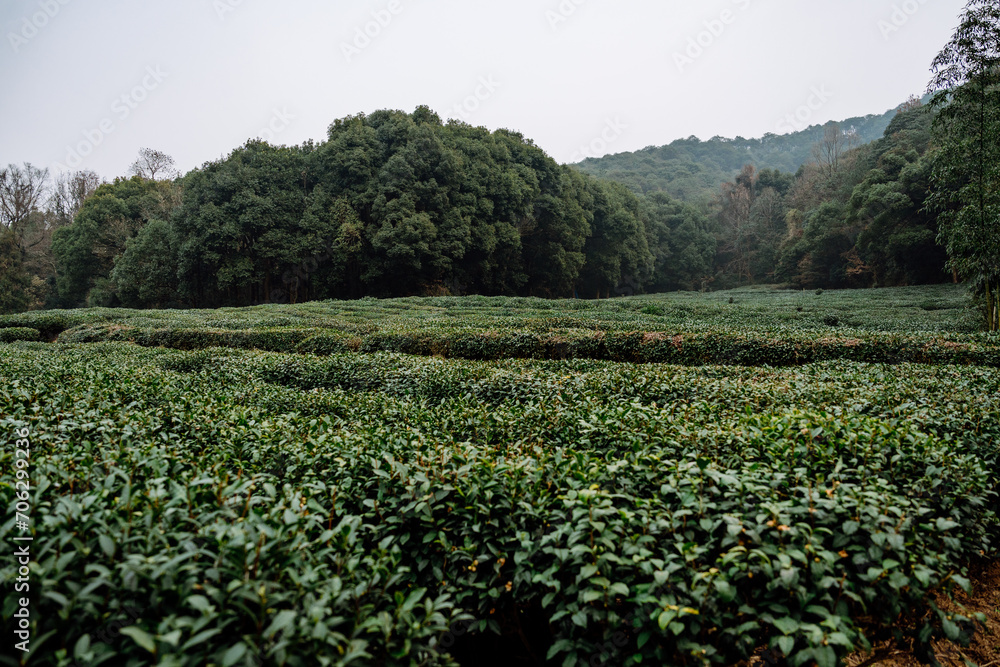field of tea trees