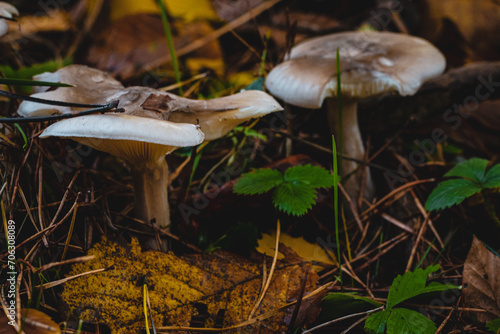 White mushroom in autumn scenery.