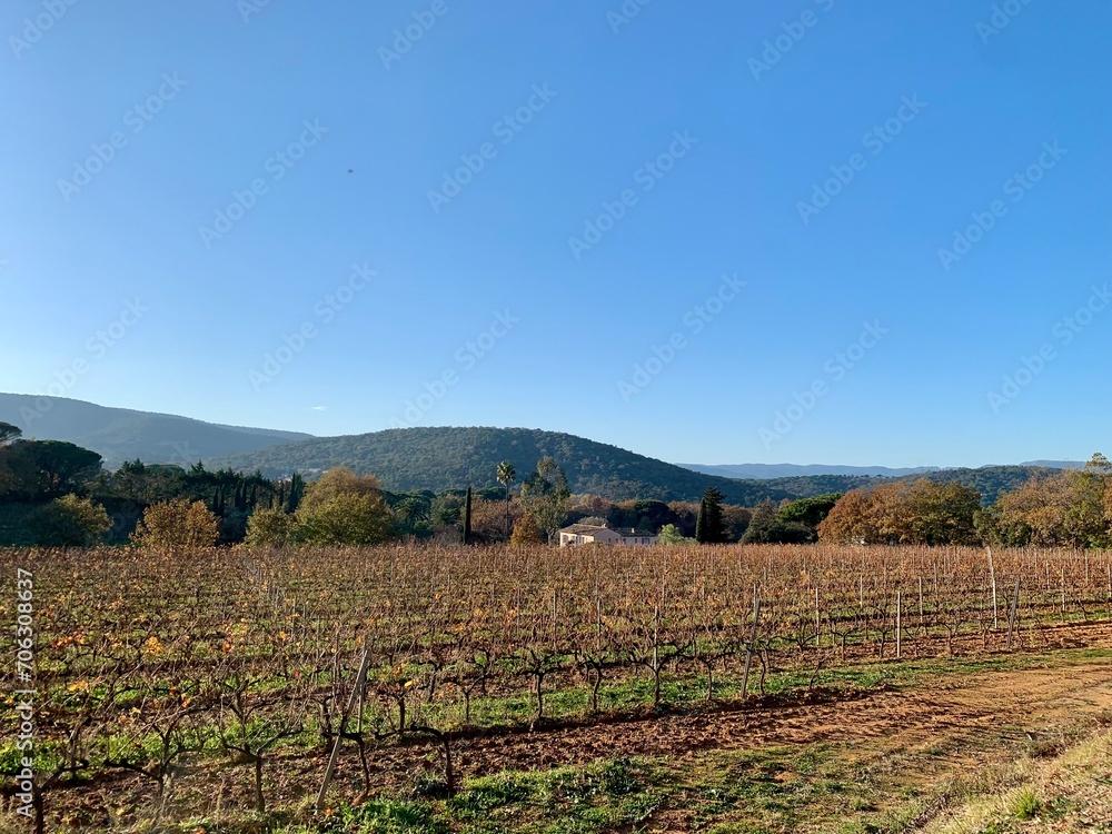 Vignoble à Gassin en hiver, France