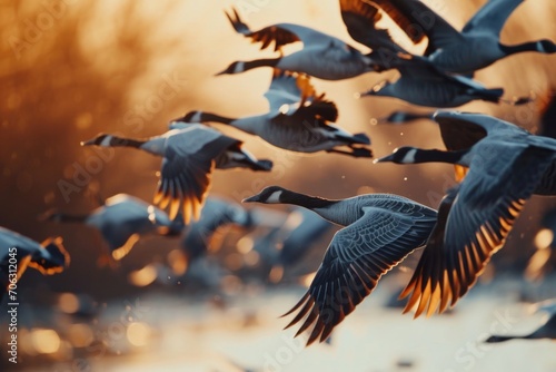 Birds flying in a flock over a serene body of water. Suitable for nature and wildlife-themed projects © Fotograf
