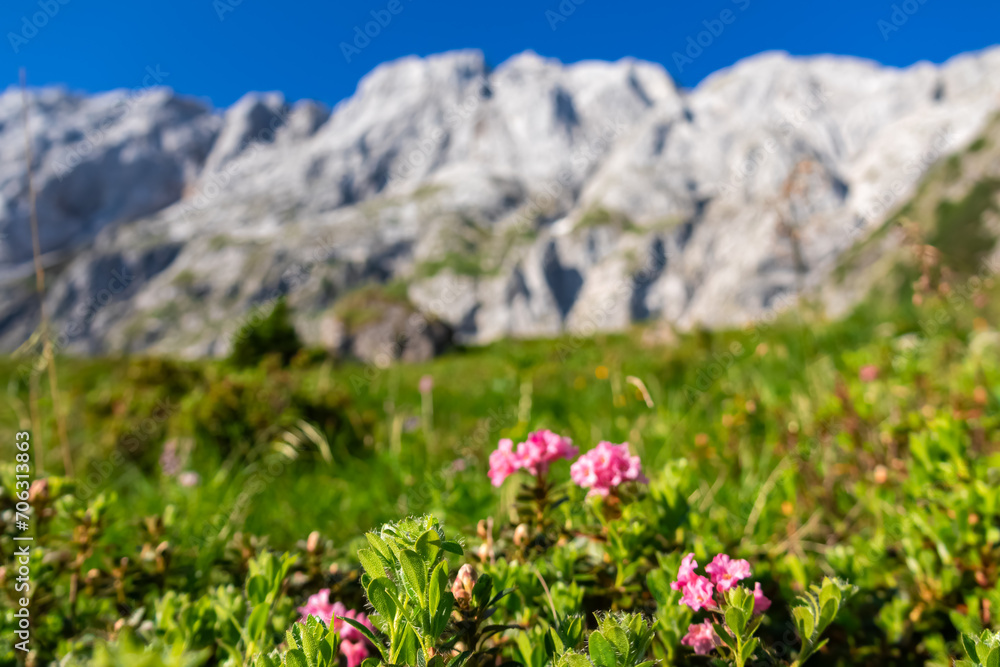 Pink flower Hairy Alpenrose on alpine meadow along scenic hiking trail from Fusine Lake to Mangart saddle, Tarvisio, Julian Alps, Friuli Venezia Giulia, Italy,Europe. Rock formations on alpine terrain