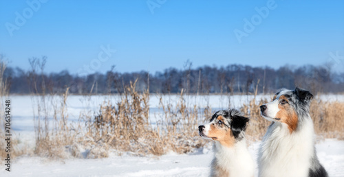 Portrait von zwei hübschen Australian Shepherd Hunden im Winter mit Schnee, Sonne und blauen Himmel. 