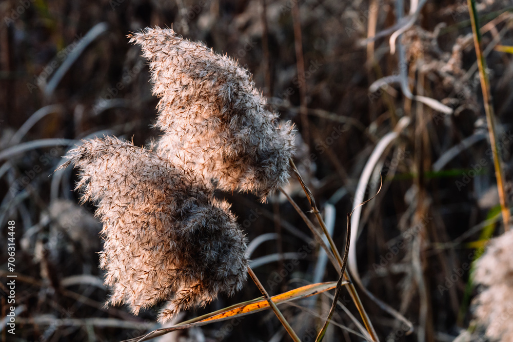 Obraz premium grass in the wind