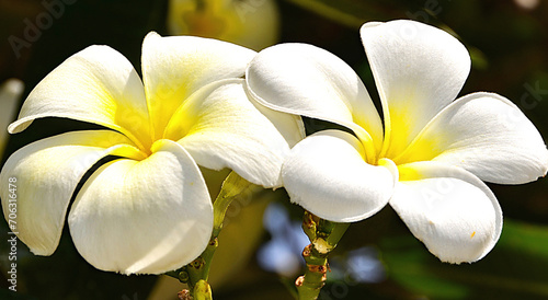 Foto Frangipani der Zauber der Karibik
