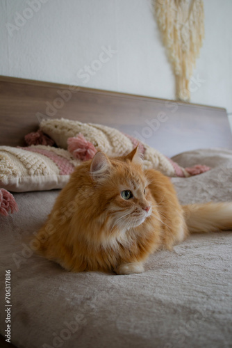 A ginger cat lying on a bed. Shaggy cat with green eyes on gray blanket and pillows