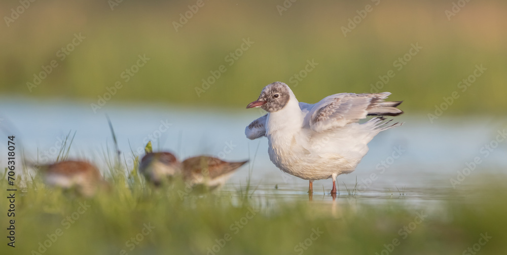 Black-headed Gull - at the mating season in spring at a wetland Black-headed Gull - at the mating season in spring at a wetland