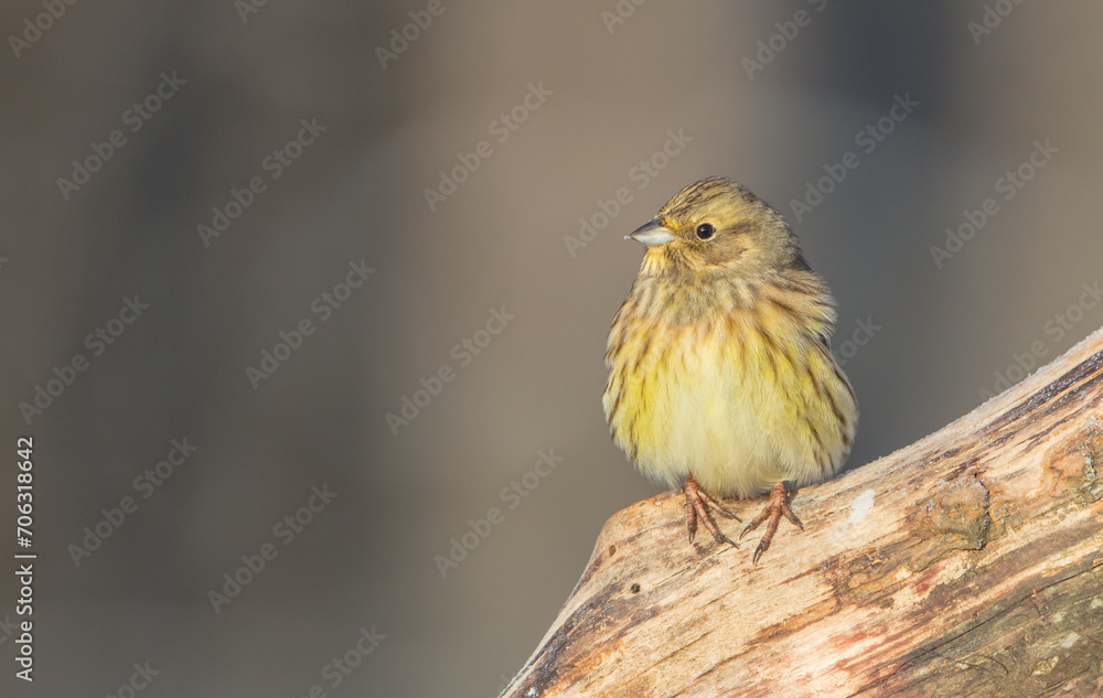 Obraz premium Yellowhammer - female in winter at a wet forest