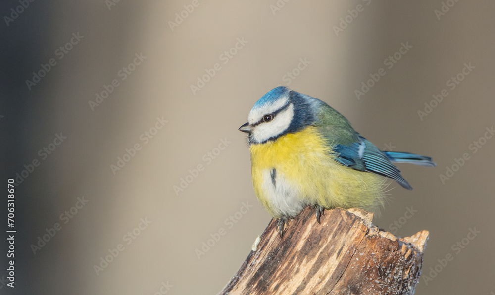 Obraz premium Eurasian Blue Tit - at a wet forest in early spring