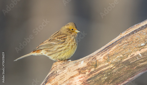 Yellowhammer - female in winter at a wet forest