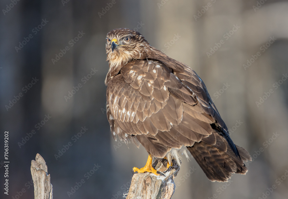 Fototapeta premium Common Buzzard in winter at a wet forest
