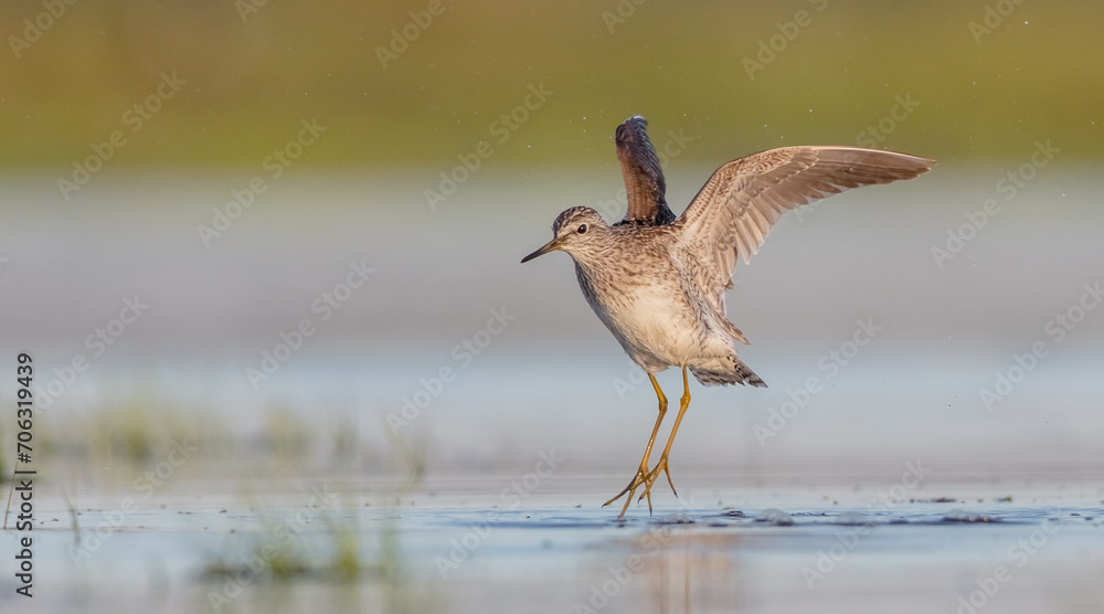 Wood Sandpiper - in spring on the migration way at wetland Wood Sandpiper - in spring on the migration way at wetland