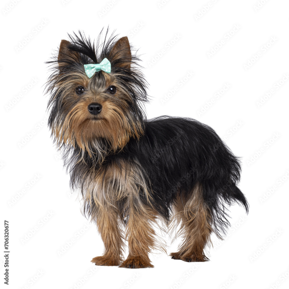 Cute little black and tan Yorkshire Terrier dog puppy, standing side ways wearing bow tie. Looking towards camera. Isolated cutout on a transparent background. Cute little black and tan Yorkshire Terrier dog puppy, standing side ways wearing bow tie. Looking towards camera. Isolated cutout on a transparent background.