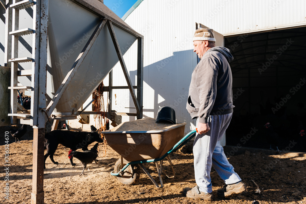 Elderly male farmer with wheelbarrow full of feed in countryside farm Elderly male farmer with wheelbarrow full of feed in countryside farm