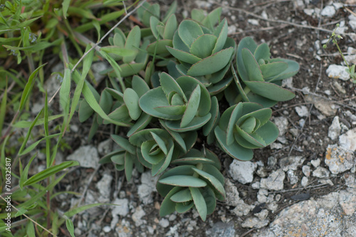 Lime Zinger Sedum on the stone close up