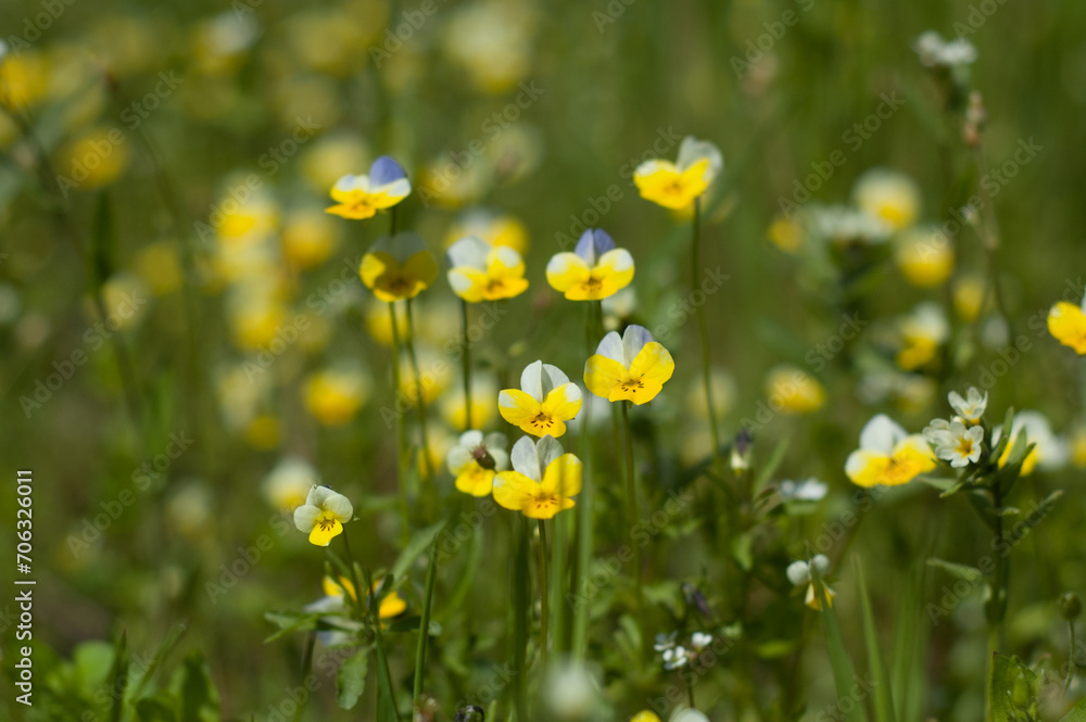 Meadow Elegance: Close-Up of Field Pansy (Viola arvensis) Blossoms, Wildflowers Painting a Beautiful Tapestry on the Meadow Canvas. Meadow Elegance: Close-Up of Field Pansy (Viola arvensis) Blossoms, Wildflowers Painting a Beautiful Tapestry on the Meadow Canvas.