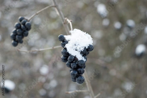 A privet (Ligustrum obtusifolium), a flowering plant in winter. photo