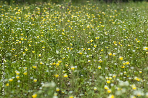 Meadow covered with green grass and blooming wild flowers