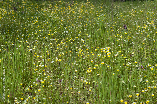 Meadow Bliss: Lush Green Grass and Blooming Wildflowers Create a Picturesque Scene