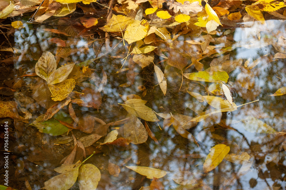 Yellow autumn fallen leaves underwater in a stream Yellow autumn fallen leaves underwater in a stream