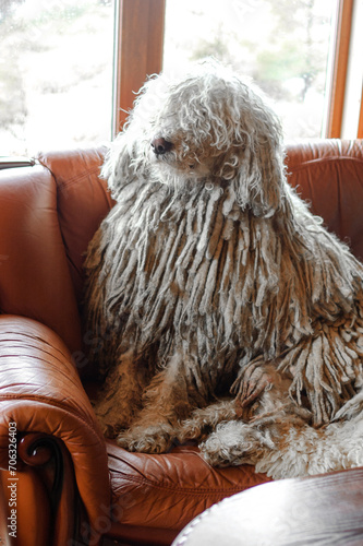 Komondor (Hungarian sheepdog) sits in an armchair in front of a window at home.