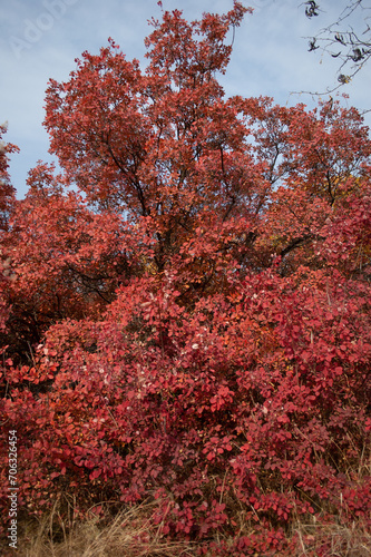 Red tree of Cotinus. Grace smokebush or smoketree (Cotinus Grace). Vertical orientation.